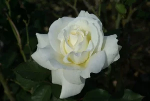 Memoire Hybrid Tea Rose 5lt