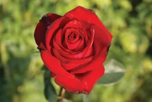Michaelhouse Hybrid Tea Rose 5lt
