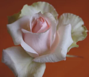 Nana-Ing.webp Nana Ing Hybrid Tea Rose 5lt