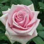 Nautica Hybrid Tea Rose 5lt