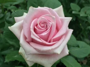 Nautica.webp Nautica Hybrid Tea Rose 5lt