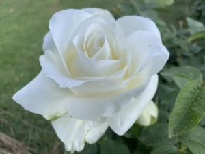 North-West-University.webp North-West University Hybrid Tea Rose 5lt