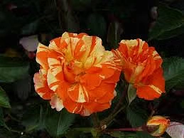 Oranges and Lemons Rose 5lt