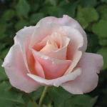 Oyster Pearl Hybrid Tea Rose 5lt