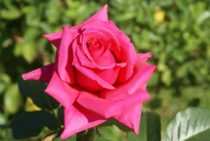 Patricia Lewis Hybrid Tea Rose 5lt