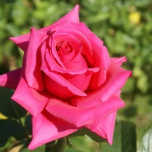 Patricia Lewis Hybrid Tea Rose 5lt