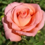 Pat’s Choice Hybrid Tea Rose 5lt
