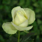 Penguin Hybrid Tea Rose 5lt