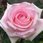 People’s Princess Hybrid Tea Rose 5lt