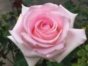 People’s Princess Hybrid Tea Rose 5lt