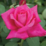 Peter Frankenfeld Hybrid Tea Rose 5lt
