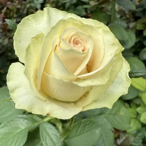 Phambili-DSG-KORcut-P.webp Phambili DSG! Hybrid Tea Rose 5lt