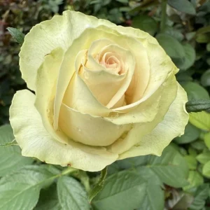 Phambili DSG! Hybrid Tea Rose 5lt