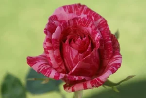 Pink-Intuition.webp Pink Intuition Hybrid Tea Rose 5lt