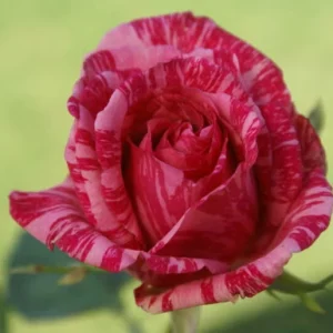Pink Intuition Hybrid Tea Rose 5lt