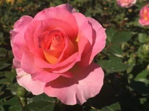 Pink-Paradise-DELfluros.webp Pink Paradise DELfluros Hybrid Tea Rose 5lt