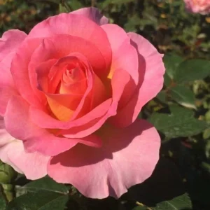 Pink Paradise DELfluros Hybrid Tea Rose 5lt