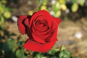 Pretoria Boys Centenary Hybrid Tea Rose 5lt
