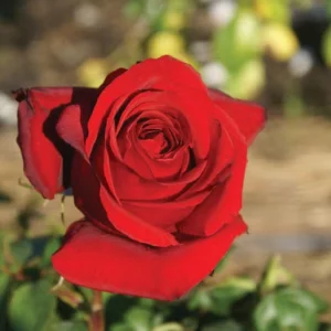 Pretoria Boys Centenary Hybrid Tea Rose 5lt