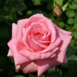 Rahle’s Rose Hybrid Tea Rose 5lt