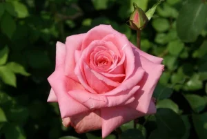 Rahle’s Rose Hybrid Tea Rose 5lt
