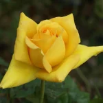 Randfontein-Gold.webp Randfontein Gold Hybrid Tea Rose 5lt