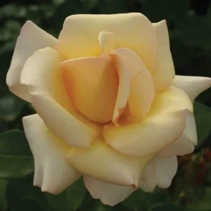 Rhona Lya Hybrid Tea Rose 5lt