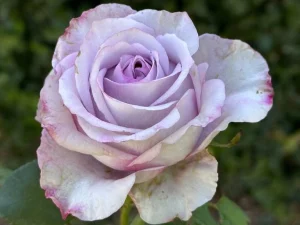 Roadhouse-Blue.webp Roadhouse Blues Hybrid Tea Rose 5lt