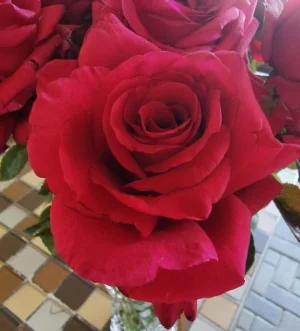 Rona Volker Hybrid Tea Rose 5lt