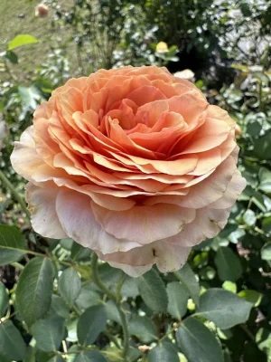 Rosa-Homeopathica.webp Rosa Homeopathica Hybrid Tea Rose 5lt