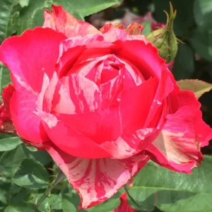 Rosa-Roedean.webp Rosa Roedean Hybrid Tea Rose 5lt
