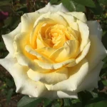 Rosanna-Jacobs.webp Rosanna Jacobs Hybrid Tea Rose 5lt