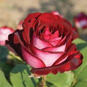 SAVLU.webp SAVLU Hybrid Tea Rose 5lt