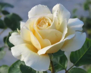 Sand Castle Hybrid Tea Rose 5lt