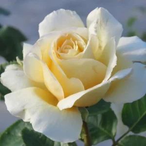 Sand Castle Hybrid Tea Rose 5lt