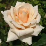Satin Beauty Hybrid Tea Rose 5lt