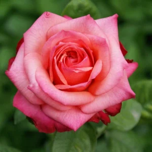 Smithfield Rose Hybrid Tea Rose 5lt