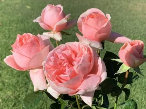St Ursula Hybrid Tea Rose 5lt