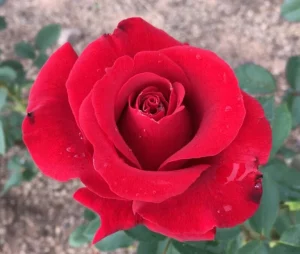 St.-Marys-School.webp St. Mary’s School Hybrid Tea Rose 5lt