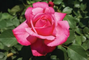 Stephanie de Monaco Hybrid Tea Rose 5lt