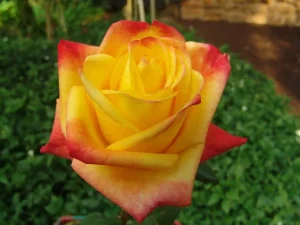 Sun City Hybrid Tea Rose 5lt