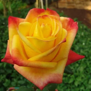 Sun City Hybrid Tea Rose 5lt