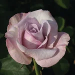 Super-Bowl.webp Super Bowl Hybrid Tea Rose 5lt