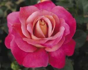 Surina Hybrid Tea Rose 5lt