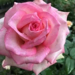 Table-Mountain.webp Table Mountain Hybrid Tea Rose 5lt