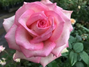 Table Mountain Hybrid Tea Rose 5lt