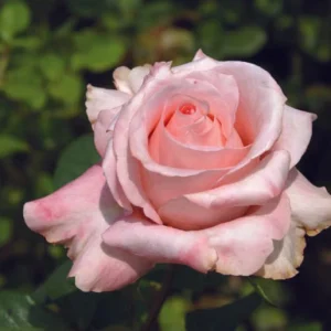 The Rhenish Rose Hybrid Tea Rose 5lt