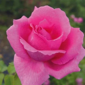 Thula Hybrid Tea Rose 5lt