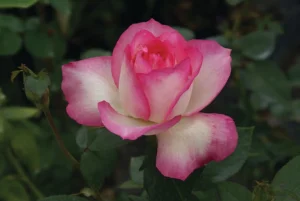 Tourmaline Hybrid Tea Rose 5lt