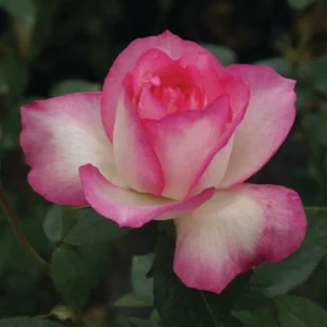 Tourmaline Hybrid Tea Rose 5lt
